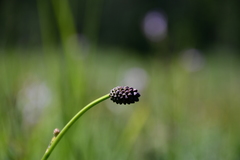 Sanguisorba officinalis