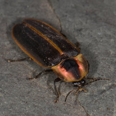 Pyractomena borealis