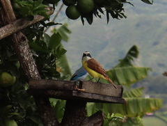 Pitangus sulphuratus