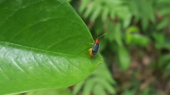 Trichobalya bowringii