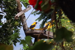 Icterus chrysater