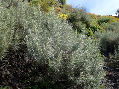 Artemisia nesiotica