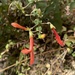 photo of Heartleaf Keckiella (Keckiella cordifolia)