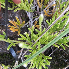 Diphasium jussiaei