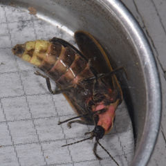 Pyractomena borealis