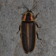 Pyractomena borealis