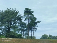 Alstonia