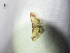 Idaea basinta
