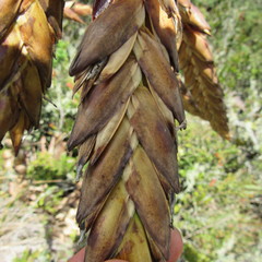 Tillandsia clavigera