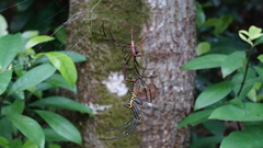 Nephila pilipes