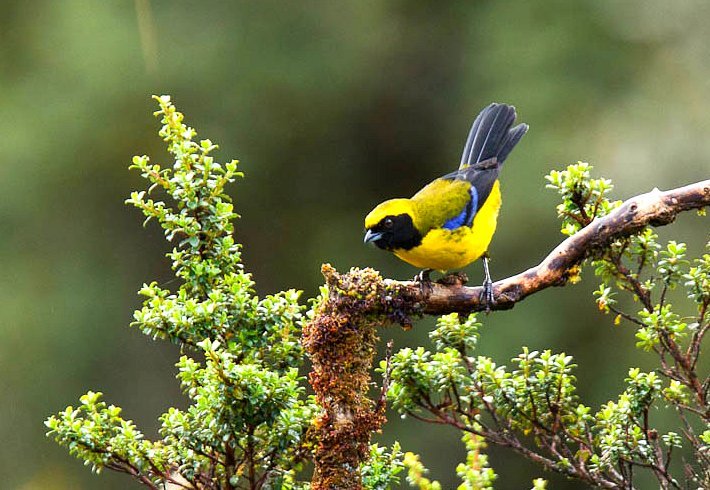 Masked Mountain Tanager (Tephrophilus wetmorei)