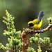 Masked Mountain Tanager - Photo (c) Francesco Veronesi, some rights reserved (CC BY-NC-SA)