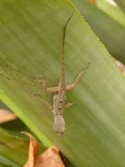 Anolis stratulus