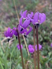 Primula frigida