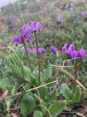 Primula frigida