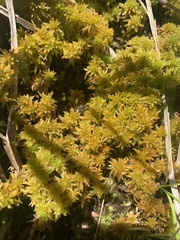 Sphagnum miyabeanum