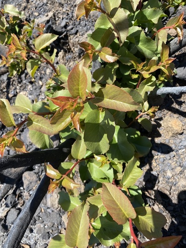 photo of Laurel Sumac (Malosma laurina)