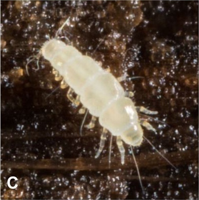 Pauropus