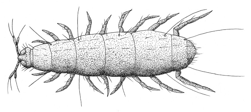 Millipede