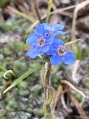 Eritrichium aretioides