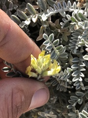 Astragalus traskiae