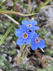 Eritrichium aretioides