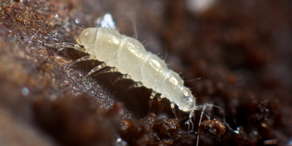 Pauropodidae