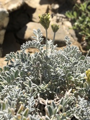 Astragalus traskiae