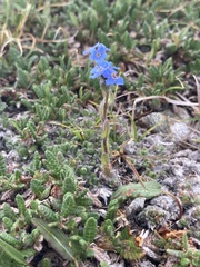 Eritrichium aretioides