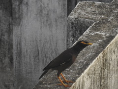 Acridotheres tristis