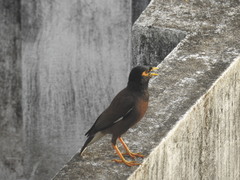 Acridotheres tristis