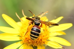 Dieunomia nevadensis bakeri