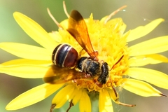 Dieunomia nevadensis bakeri