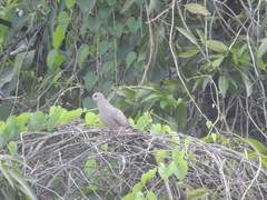 Streptopelia chinensis