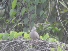 Streptopelia chinensis