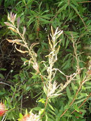 Teuchothrips disjunctus