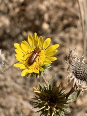 Nemognatha scutellaris