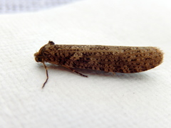 Lepidoscia euryptera