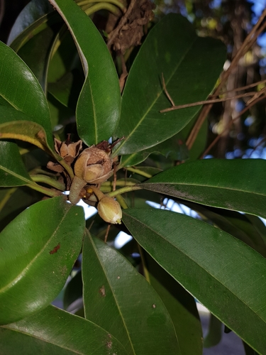 Manilkara zapota - Leaves