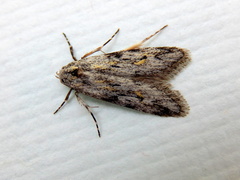 Stenoptena icmaea