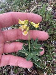 Astragalus umbellatus