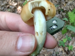 Russula pectinatoides