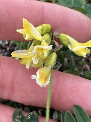 Astragalus umbellatus