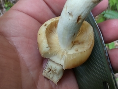 Russula pectinatoides