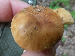 Russula pectinatoides