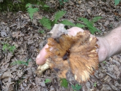 Russula pectinatoides