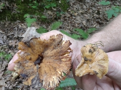 Russula pectinatoides