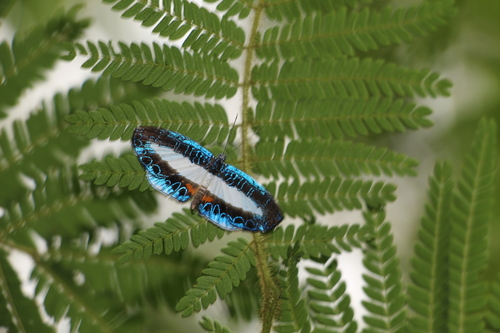 Nymphidium mantus