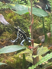 Dendrobates