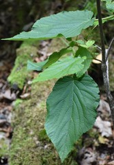 Viburnum lantanoides